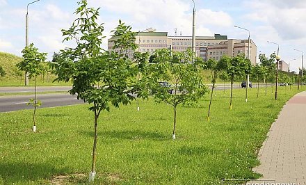 Посади  дерево. Жителей Вороновского района  приглашают принять участие в озеленении своих населенных пунктов и территорий предприятий