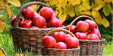 Куда деть яблоки?  Вам ответят на горячей линии Вороновского филиала Гродненского облпотребобщества