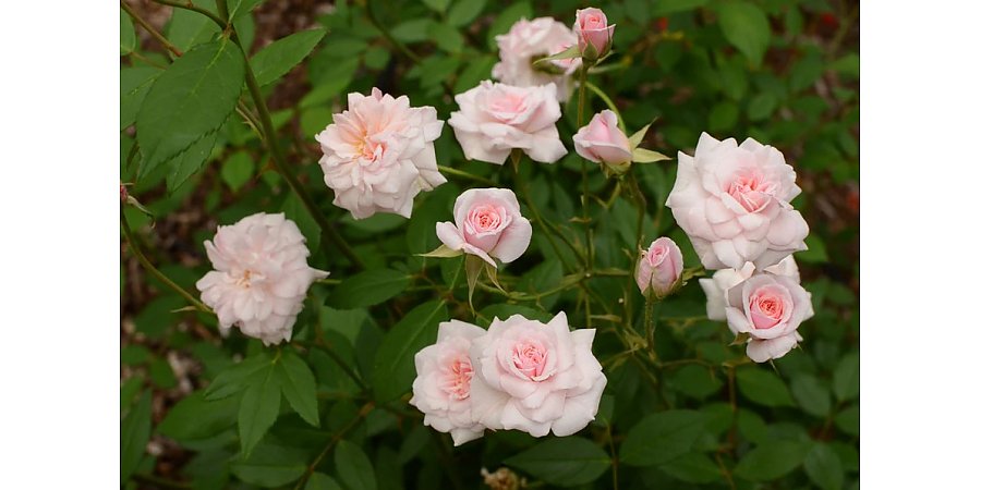 Народный календарь на 3 августа 2025 года: что можно и нельзя делать, приметы и праздники