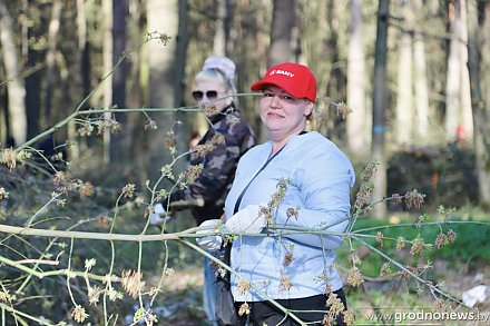 В Гродненской области на республиканском субботнике заработали более 1,5 млн рублей