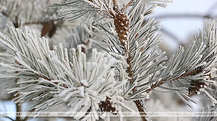 Оранжевый уровень опасности из-за сильного ветра объявлен в Беларуси 15 января