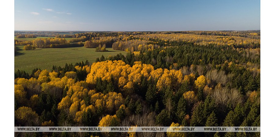 Запреты и ограничения на посещение лесов действуют в 56 районах Беларуси