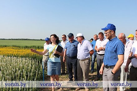 В рамках предуборочного смотра культуры земледелия райсельхозпрод райисполкома организовал объезд полей сельхозпредприятий Вороновщины