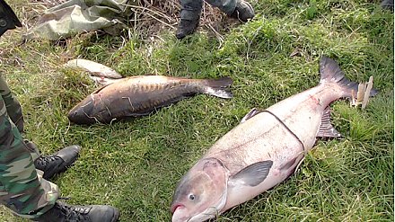 Ловись, рыбка, большая и маленькая… Но по закону