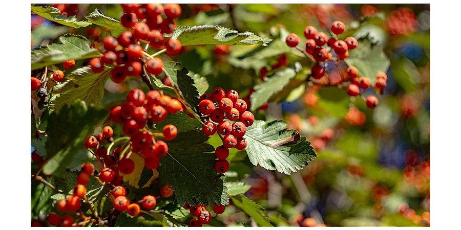 Народные приметы на 9 сентября 2025 года: что можно и нельзя делать в этот день