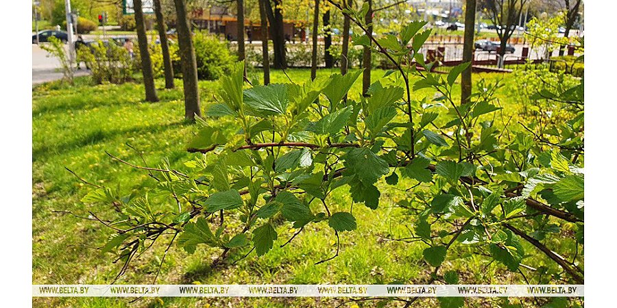 Без осадков и до +20°С будет сегодня в Беларуси