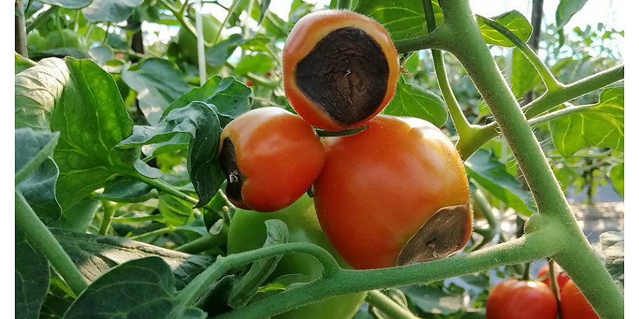 Вершинная гниль томатов: как распознать заболевание и спасти урожай