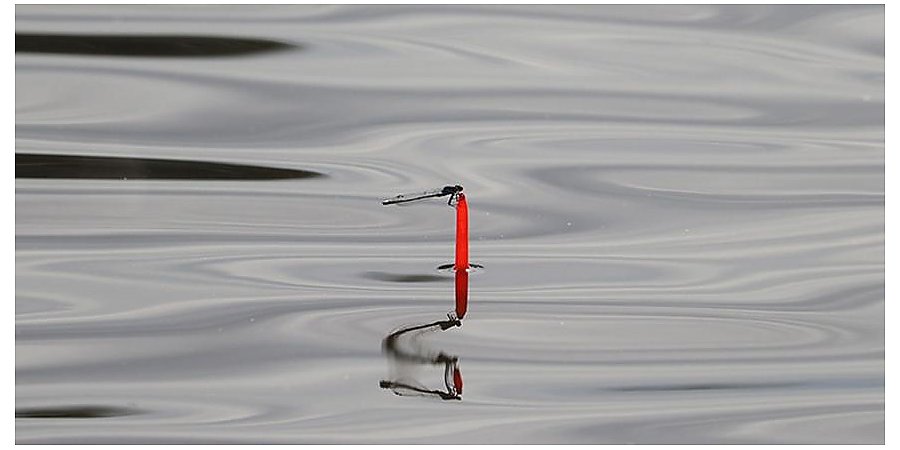 Запрет на лов судака ввели в Беларуси