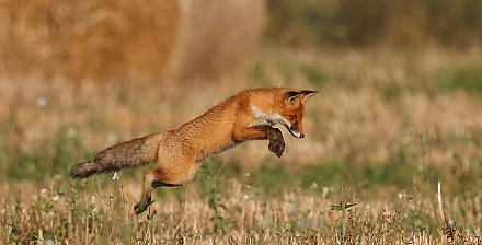 Ветеринарные службы проводят иммунизацию диких животных в регионе