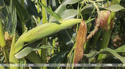 Кукуруза в Беларуси убрана с половины площадей