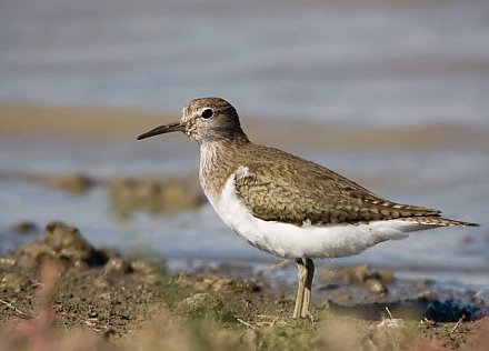 Зиме конец? Полевые жаворонки и кулики прилетели в Беларусь