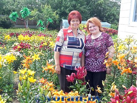 Королевский цветок на наших клумбах