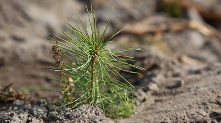 С начала года работники лесхозов создали около 14,5 тыс. га новых лесных культур