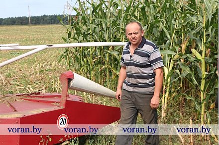 Сельхозпредприятия  Вороновского  района пополняют запасы кормов за счет кукурузного силоса