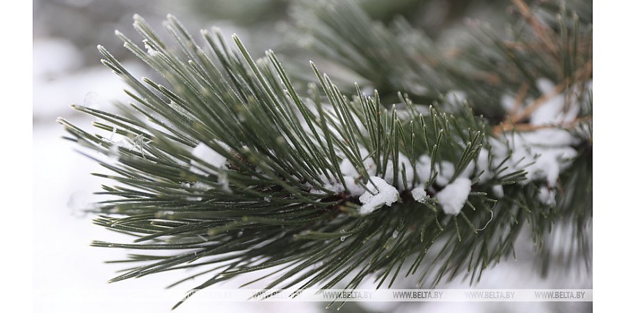 Гослесохрана усиливает контроль для недопущения незаконной вырубки елей и сосен