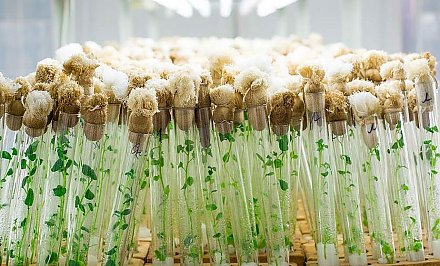 В Гродненском зональном институте растениеводства НАН Беларуси с использованием методов селекции создают семена порядка 30 сельхозкультур