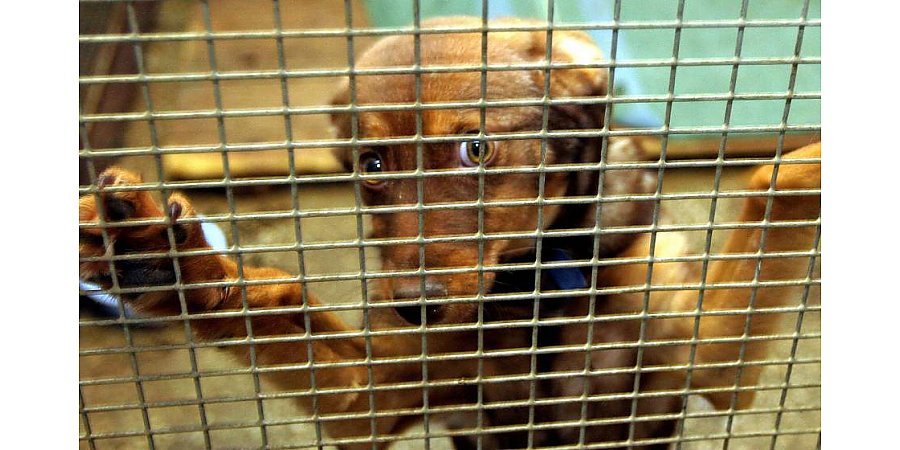 Лишение свободы до 3-х лет: в Беларуси пересмотрят наказание за жесткое обращение с животными