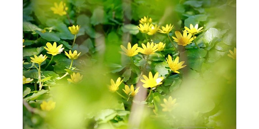 Дожди и грозы ожидаются в Беларуси на этой неделе