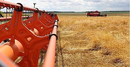 В Беларуси намолочено более 550 тыс. тонн зерна