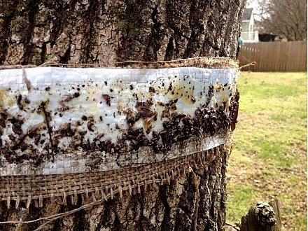 Спасаем сад от вредителей: эффективное средство от муравьев и тли на деревьях