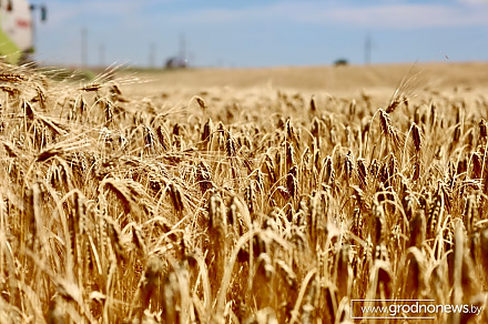 Передовые технологии, инновации, современная техника, грамотные кадры. В чем залог успеха агропредприятий Гродненского района