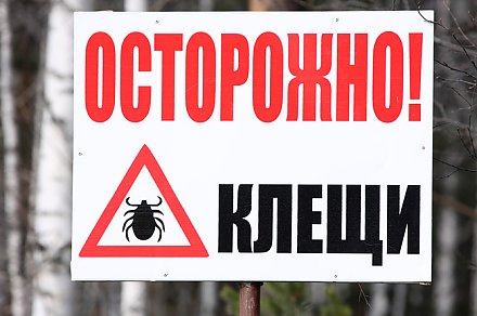 Осторожно, клещи!