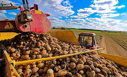 В Беларуси осталось убрать 1 % площадей картофеля