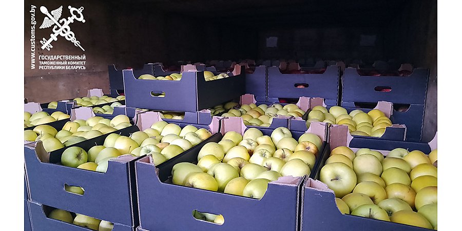 Свыше 100 тонн яблок и груш везли из Беларуси в Россию без документов