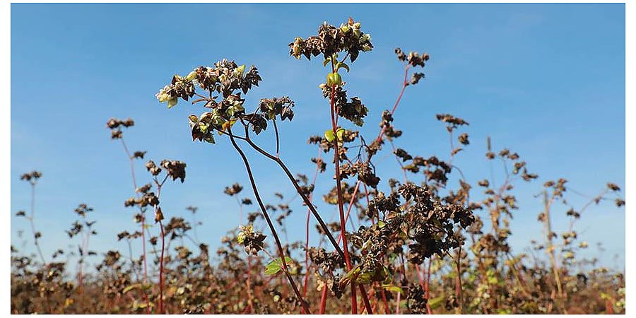 Три области Беларуси завершили уборку гречихи