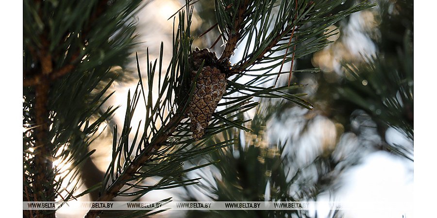 Ограничения на посещение лесов сохраняются в 68 районах Беларуси