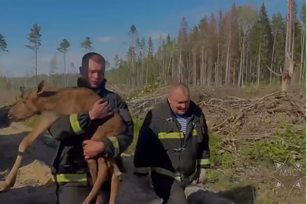 В Вороновском районе на месте лесного пожара работники МЧС спасли лосенка