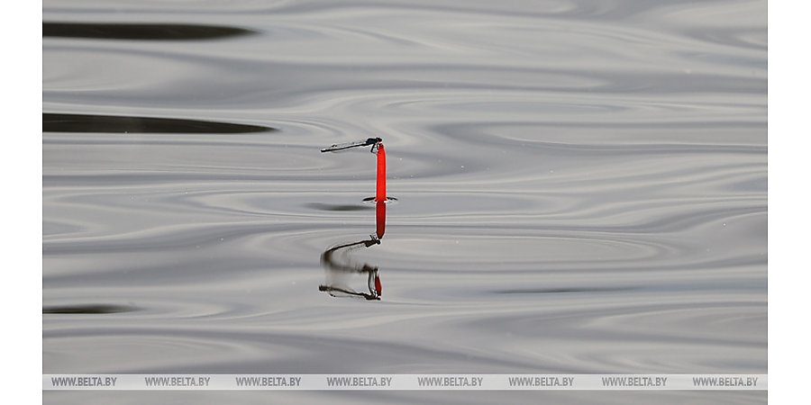 Запрет на лов судака вводится в Беларуси с 15 апреля