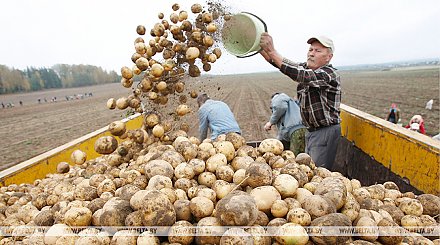 Уборка картофеля завершается в Беларуси