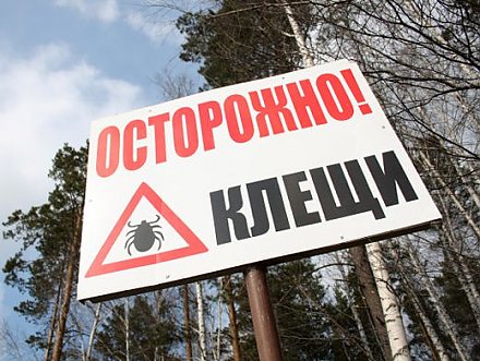 Клещи уходят в леса