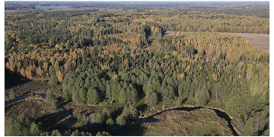 Запреты и ограничения на посещение лесов введены в 57 районах Беларуси