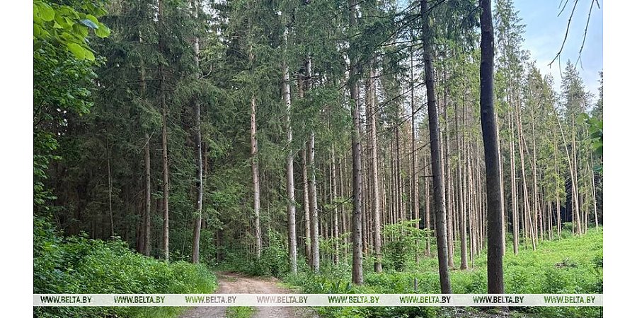 Запрет на посещение лесов введен в 29 районах Беларуси