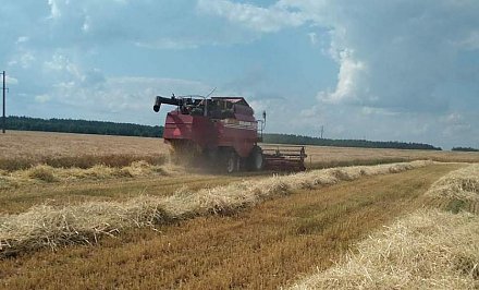 Убрать без потерь и в оптимальные сроки. На Гродненщине намерены получить более полутора миллионов тонн зерна