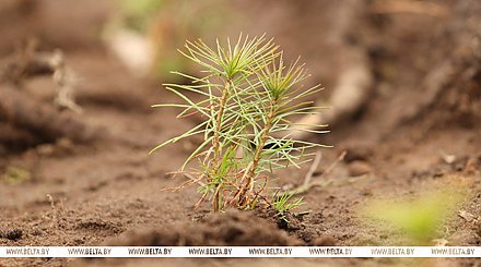 Восстановление после стихии: акция "Дай лесу новае жыццё!" стартует 21 марта