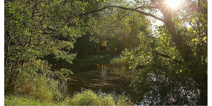 Во всех районах Гродненской области ограничено посещение лесов