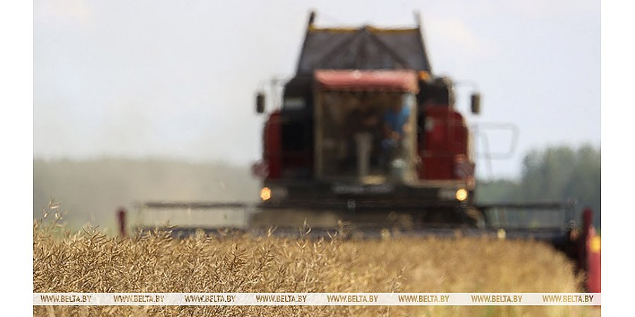 Какие сельхозработы продолжаются в Беларуси, рассказали в Минсельхозпроде