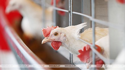 Беларусь ограничивает ввоз птицы из региона Венгрии из-за птичьего гриппа