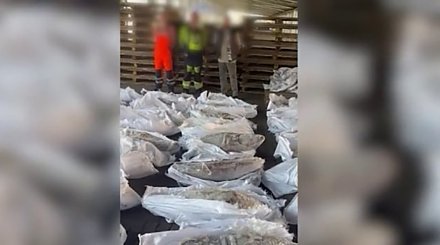 В порту Санкт-Петербурга из контейнера с тунцом изъяли 500 кг кокаина
