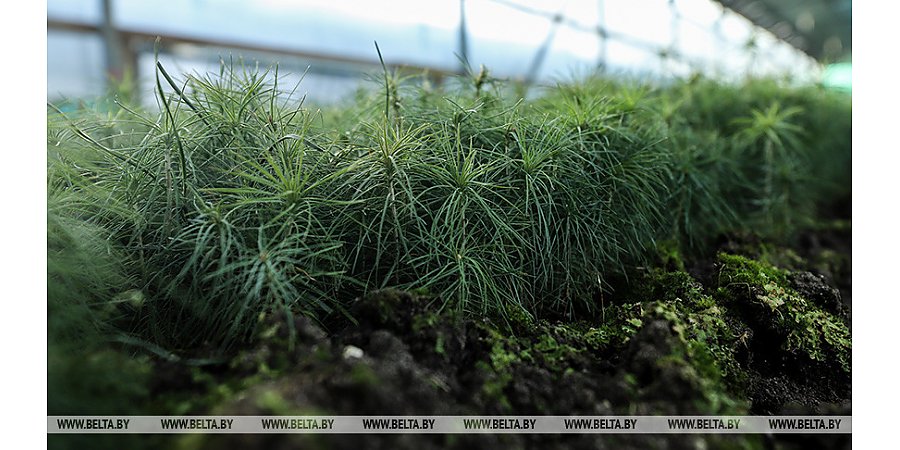 Акция "Неделя леса" пройдет 6-10 апреля и будет приурочена к Году народного единства