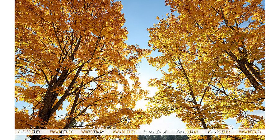 Белгидромет: ноябрь продолжит радовать белорусов не по сезону теплой погодой