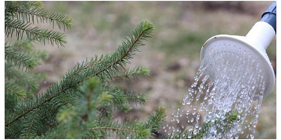 Республиканский субботник проходит в Беларуси