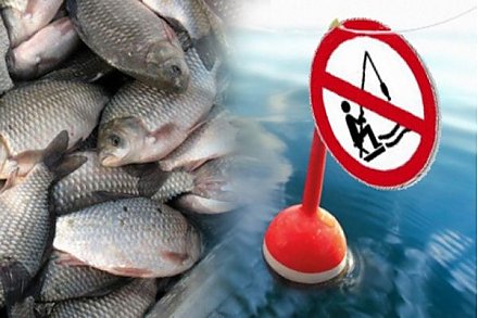 Рыбаки словили «золотую рыбку»  и уголовное дело
