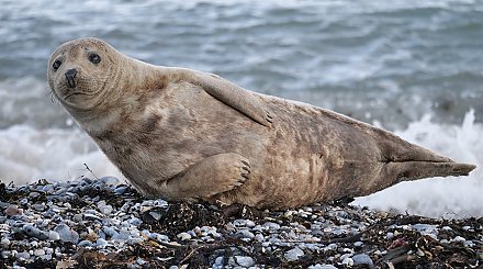 На побережье Каспийского моря в Дагестане нашли 1,7 тыс. мертвых тюленей