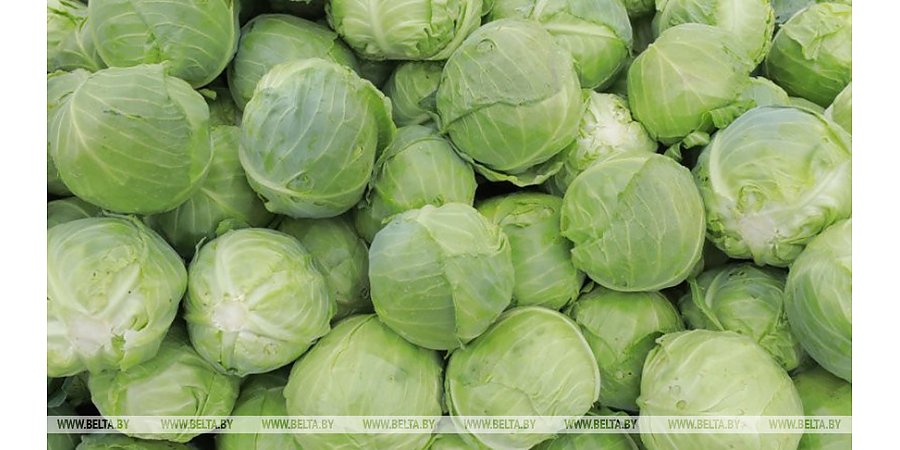 Какую сельхозпродукцию и по каким ценам принимают у населения, рассказали в Белкоопсоюзе