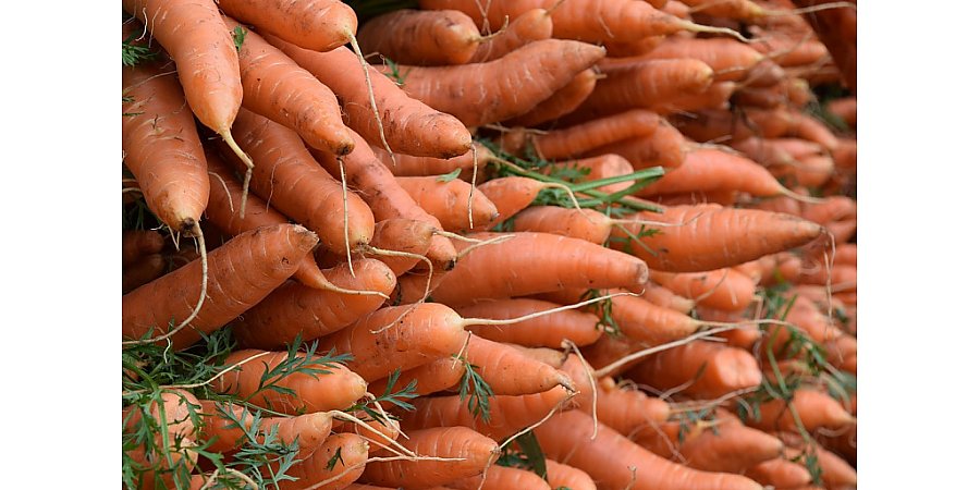 Никогда не портится и не прорастает: секрет хранения моркови из СССР