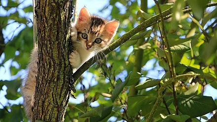 Прогноз погоды на август: кратковременные дожди, грозы и до +28°С